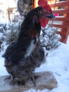 Frida Molting - photo by Jen Pitino