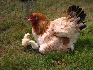 Wheaton Maran Hen & Chicks - photo courtesy of Bev Davis