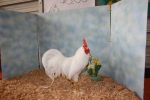 White Leghorn Bantam - photo courtesy of Tony Albritton 