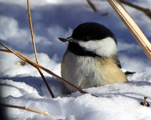 Chickadee in the snow