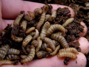 soldier fly larvae - photo by michaelmichaeldo