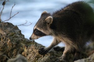 Raccoon - photo by cuatrok77