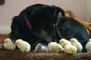 Dog Watching Over Chicks - photo by BRAYDAWG