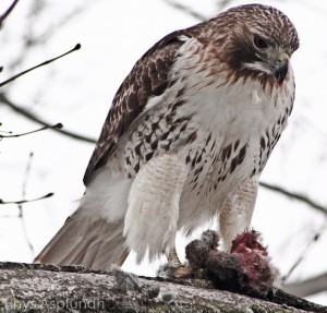 Hawk with Prey - photo by Rhys A. 