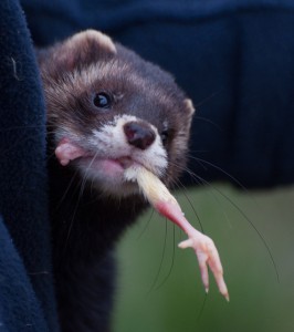 Polecat with a Chick Leg - photo by Harlequeen