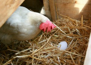 Egg in the Nestbox  photo by The Garden Smallholder