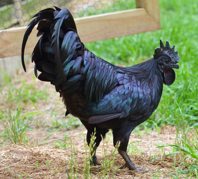 Ayam Cemani - photo courtesy of Greenfire Farms