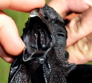 Ayam Cemani's All Black Mouth - photo courtesy of Greenfire Farms