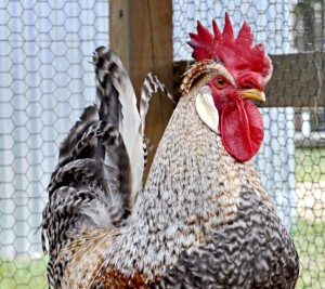 Cream Legbar Rooster - photo courtesy of Greenfire Farms