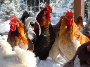Hedemora Chickens (Snow Hardy!) - photo courtesy of Greenfire Farms