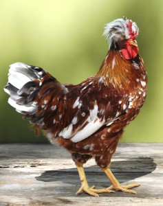 Swedish Flower Hen - photo courtesy of Greenfire Farms