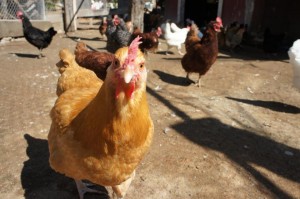 Chickens living at City Farmers Nursery - photo courtesy of Bill Tall 