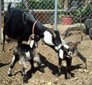 Goats in Milk Cooperative - photo courtesy of Bill Tall
