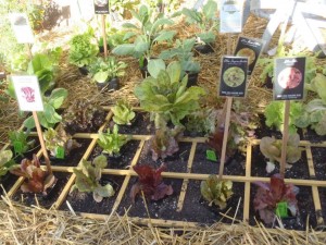 City Farmers Nursery Seedlings - photo courtesy of Bill Tall 