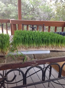 Sprouted Grain Fodder - photo by Kimberly Swenson