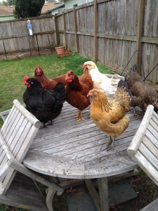 Shakespearean Hens - photo by Marie Simmons