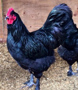 Black Langshan Rooster - photo courtesy of Matt Stillman