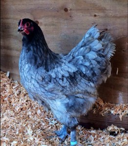 Blue Langshan Hen - photo courtesy of Matt Stillman