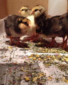 Tina Hickman's Chicks with Herbs - photo courtesy of T. Hickman
