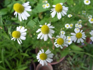 Chamomile