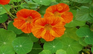 Nasturtiums