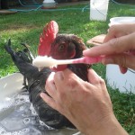 Scrubbing Comb - Photo by Jen Pitino