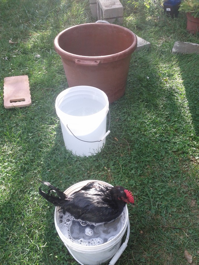 Three Bucket Chicken Washing Method - Photo by Jen Pitino