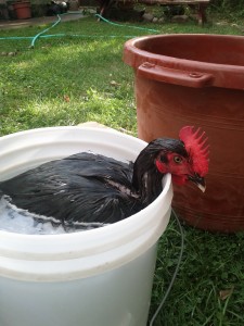 Cockerel Doesn't Mind the Bath - Photo by Jen Pitino