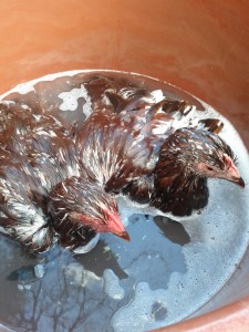 A Chicken Hug in the Bath (not staged) - photo by Jen Pitino 