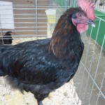 Black Copper Marans Cockerel - photo by Jen Pitino