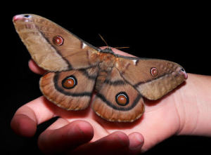 Gum Emperor Moth - photo courtesy of Sally Philips