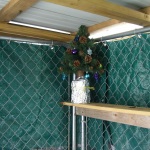 Coop's Mini Christmas Tree - by Deb Bino