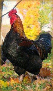 Blaze the Rooster - photo courtesy of Kathy Shea Mormino