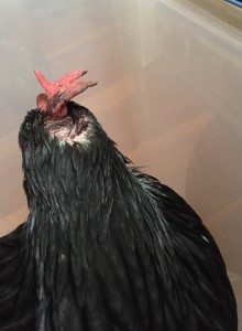 Wounded Hen - photo by Jen Pitino