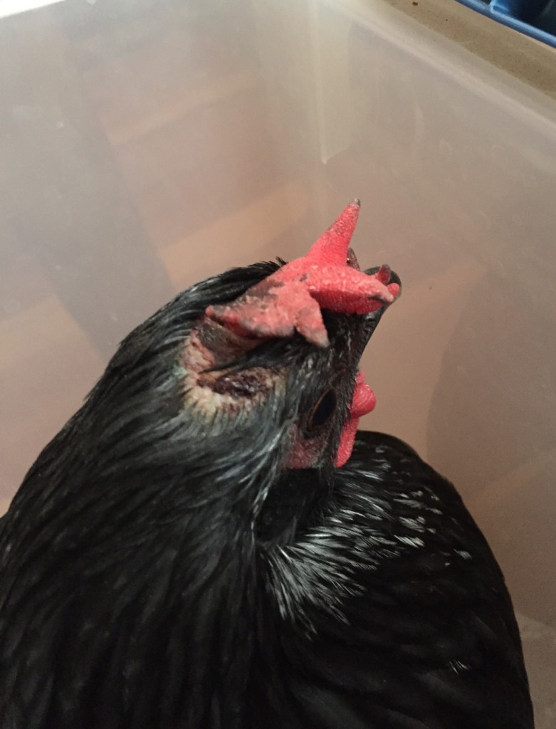 Injured Chicken - photo by Jen Pitino 
