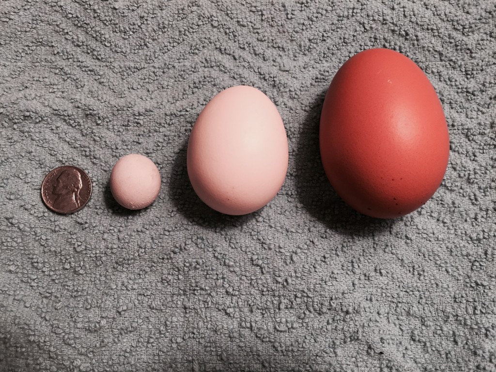 Fairy Egg, Regular Egg and DoubleYolker - photo by Jen Pitino