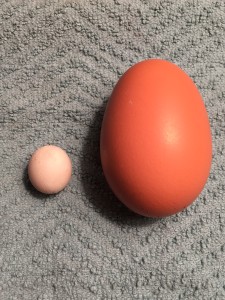 Fairy Egg v. Double Yolker - photo by Jen Pitino