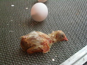 Newly Hatched Chick - photo by Alyson Hunt