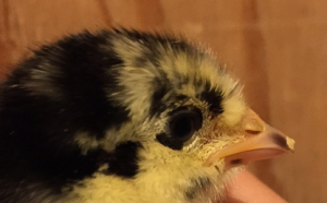 Egg Tooth Close-up - photo by Jen Pitino