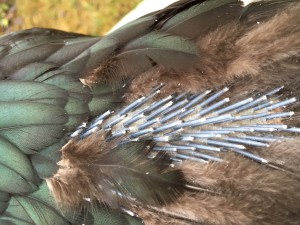 Pin Feathers on Frida - photo by Jen Pitino