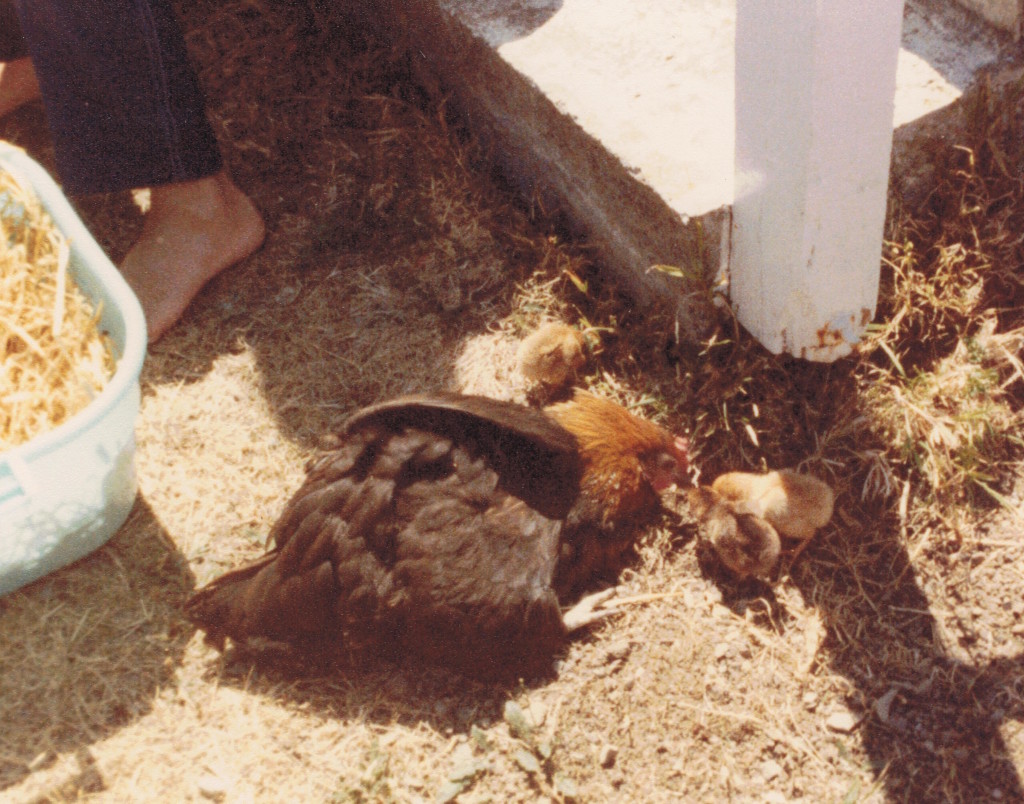 Mindy and her Chicks (circa 1980) - photo courtesy of Fiona Campbell 