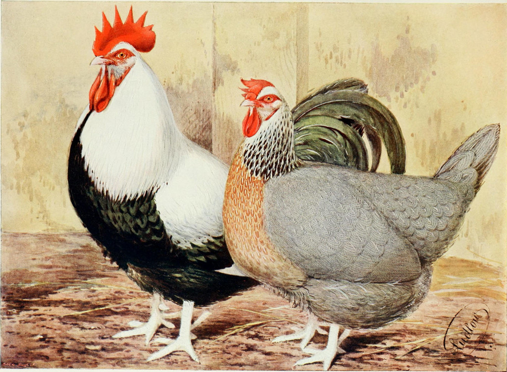 Wright's Book of Poultry - Plate on Page 488 