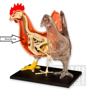 Chicken Anatomy Model - photo by Skullsunlimited