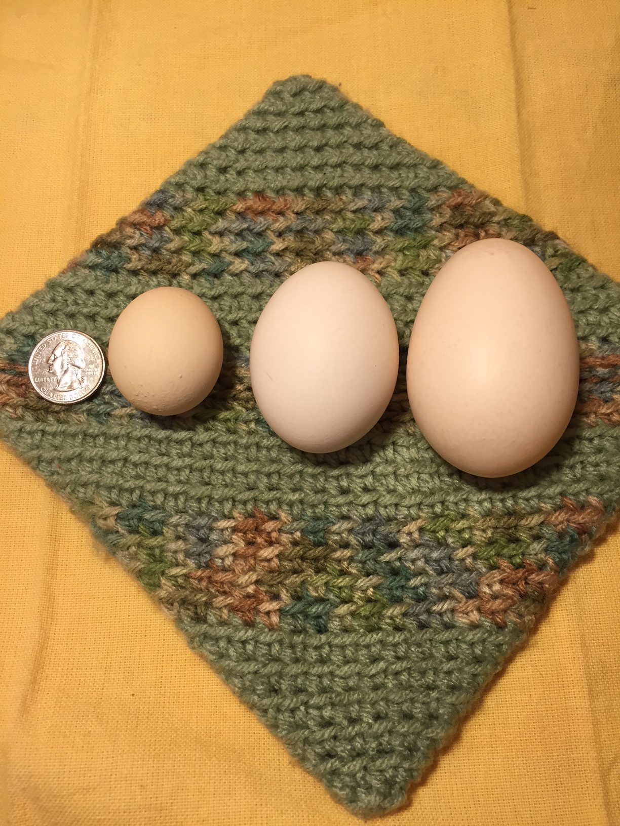 Fairy egg, standard egg, double yolked egg