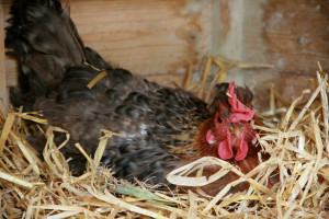 Hen on Nest - photo by Karen Jackson