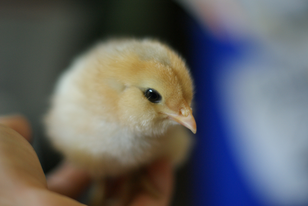 New Chick - photo by Nikol Lohr