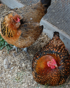 Golden Campine Chickens - photo by InAweofGod'sCreation