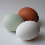 Araucana Egg vs. Brown and White Eggs 
