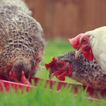 Hens - photo by Karen Jackson