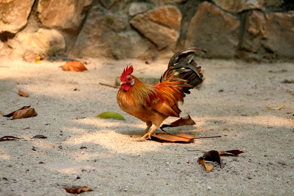 Ayam Serama - photo by Phalinn Ooi